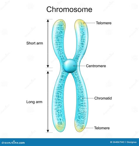 Structure Of Chromosome. Chromatid, Centromere, Short And Long Arms. Metaphase Cartoon Vector ...