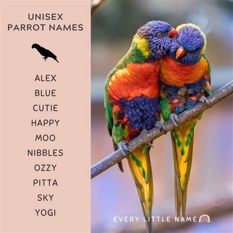 210+ Best Parrot Names (Cute, Funny, and Mac-awesome) - Every Little Name