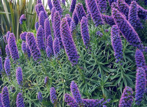 US$ 1.67 - 100PCS Echium wildpretii Seeds Monocarpic Plant Biennial - www.deargogo.com