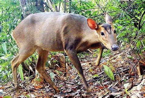 Globally threatened wildlife species recorded in Laos national park | The Star