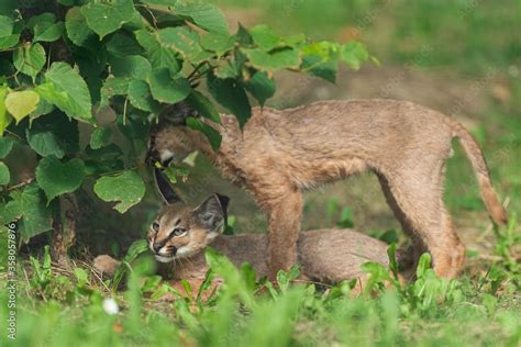 Baby Caracal in the forest Stock Photo | Adobe Stock