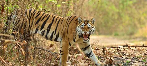 Madhya Pradesh’s Panna National Park declared as UNESCO Biosphere ...