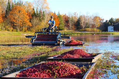 Bala Cranberry Festival - Muskoka Lakes Farm & Winery