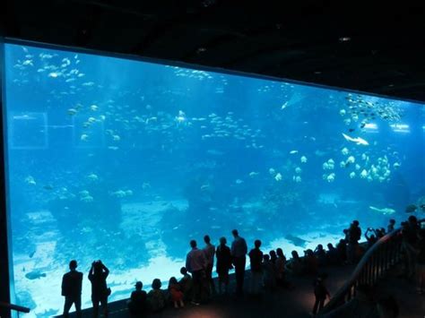 Large aquarium but very crowded - Review of Marine Life Park, Sentosa ...