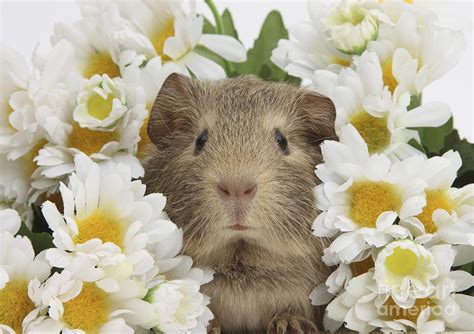 Baby Guinea Pig Among Daisy Flowers Photograph by Mark Taylor - Fine ...