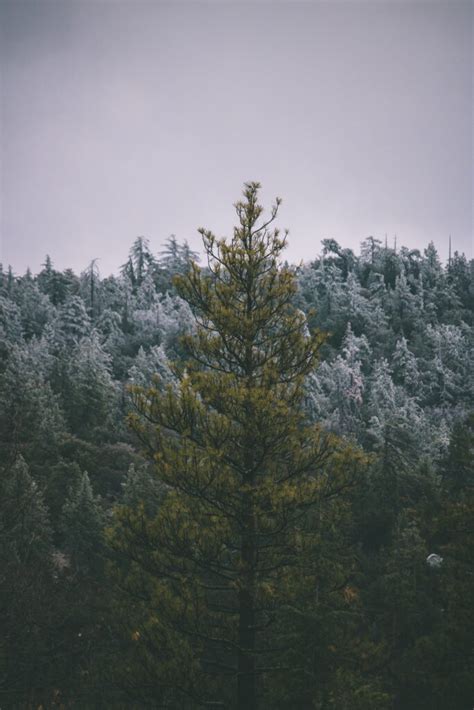 16 Best Idyllwild Hiking Trails for Adventure Enthusiasts - usatales.com