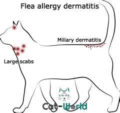 Scabs on Cats-Causes, Symptoms & Treatment - Cat World