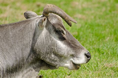 Zebu - Animals Free Stock Photo - Public Domain Pictures