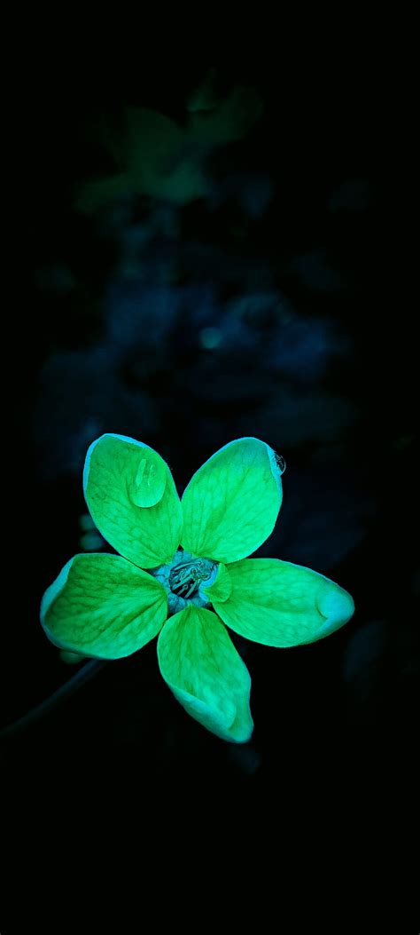 Green flower, green dark, flowers, green beauty, fade, beauty ...