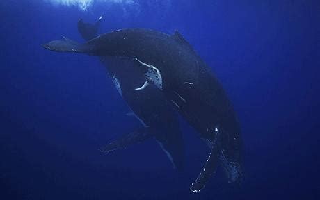 Courting humpback whale 'heat run' mating ritual captured on film