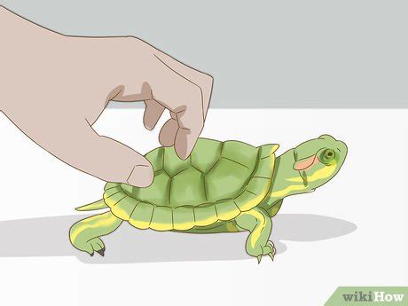 How to Care for a Red Eared Slider Turtle (with Pictures)