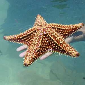 Facts about Starfish | Science with Kids.com