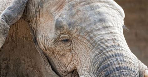 Elephants’ Sleeping Habits Explained - A-Z Animals