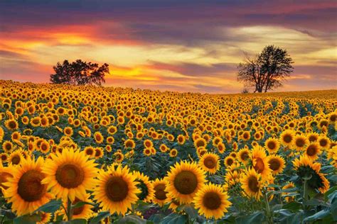 11 Magical Sunflower Fields in Texas (And Farms!) - Roaming the USA