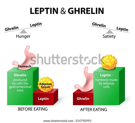 Leptin Satiety Hormone Ghrelin Hunger Hormone Stock Vector (Royalty ...