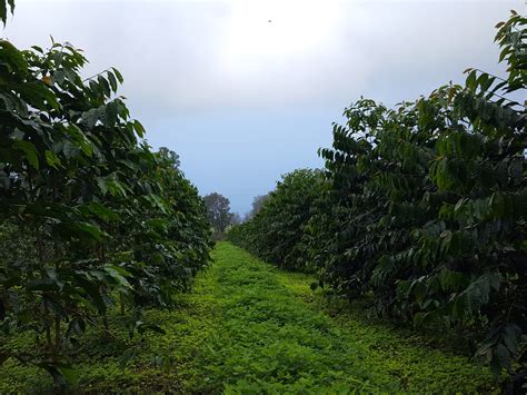 Organic Kona Coffee Plantation and Kona Coffee Tours