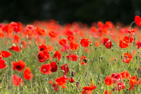 Lest we forget – Anzac Day 2018 - Haka Tours Blog