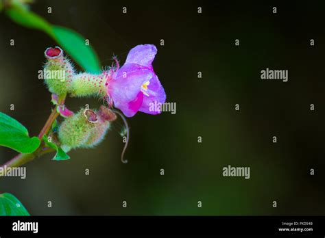 Wild grass flower Stock Photo - Alamy