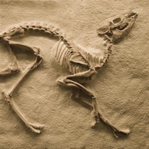 Fossil Evidence for Plate Tectonics Tutorial | Sophia Learning