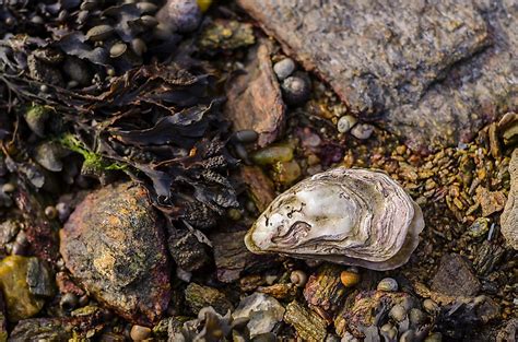 Oyster Facts: Animals of the Oceans - WorldAtlas.com