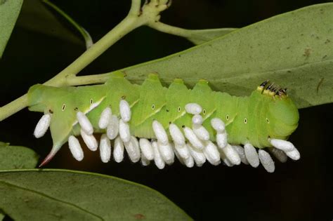 Sphingidae Larvae