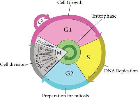 Cell Cycle and Cell Division NEET Notes for 2024 - Free PDF Download