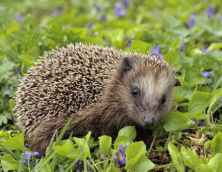 European hedgehog - Wikipedia