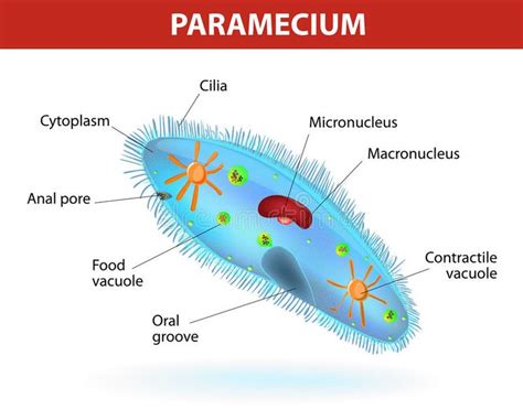 Structure of a paramecium. Anatomy of a paramecium. Vector diagram. Ciliate prot , #Sponsored, # ...