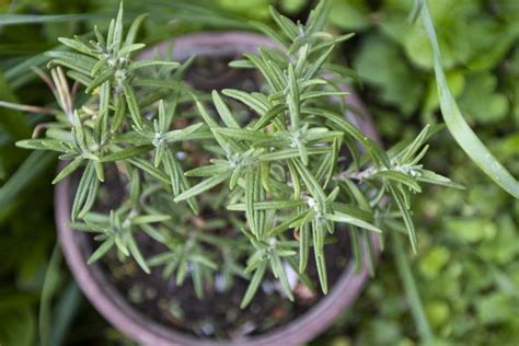 How to Propagate Rosemary So You'll Always Have Fresh Herbs