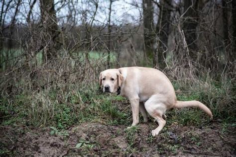 Yellow Dog Poop: Causes and Remedies with Chart