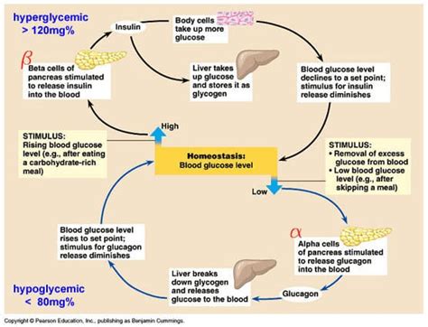 Homeostasis Feedback Loop Diagram