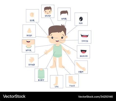 External Organs Of Human Body Pictures ~ Images Of External Organs Of ...