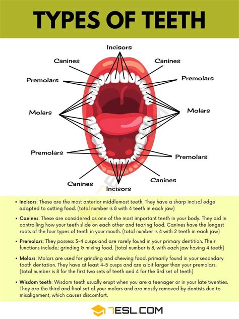 Teeth Names and Types of Teeth in English with Pictures • 7ESL