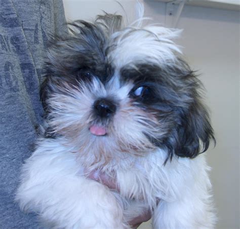 Shih Tzu Puppy Pictures Information ~ Puppy