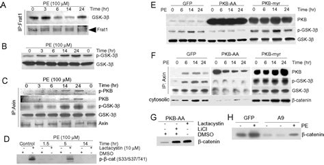 Stabilization of β-catenin by a Wnt-independent mechanism regulates cardiomyocyte growth | PNAS