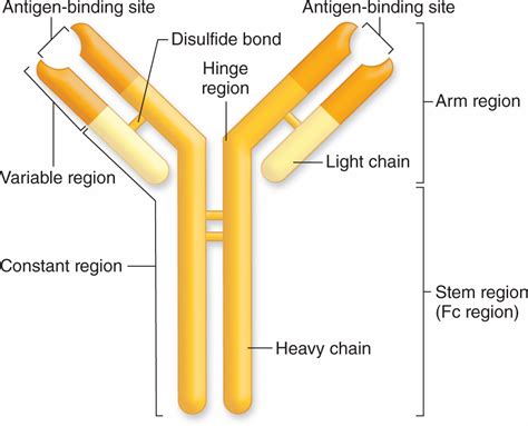 The Immune System & Lymphoid Organs | Basicmedical Key