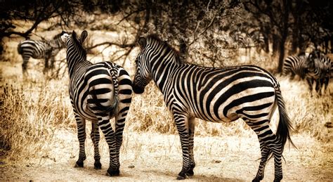 3840x2100 zebra 4k cool high resolution wallpaper Zebra Wallpaper, Painting Wallpaper, Animal ...