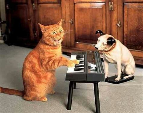 Captivating Piano Cat