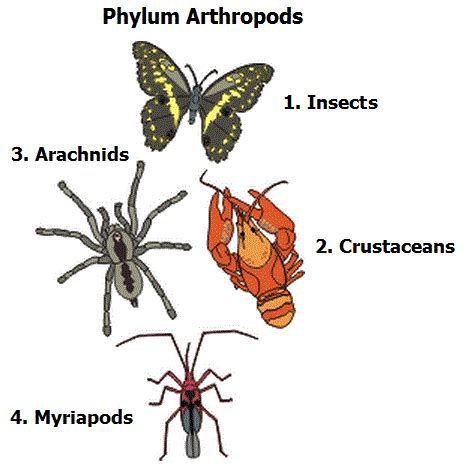 #6 Phylum Arthropods | Biology Notes for IGCSE 2014 & 2024