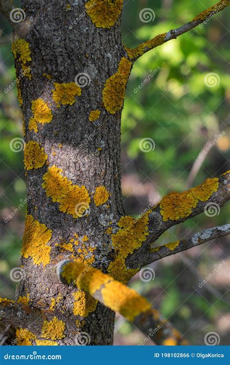 Yellow Crustose Lichen On A Tree Trunk, Close-up. Fruit Tree Bark Disease, Yellow Moss Spots ...