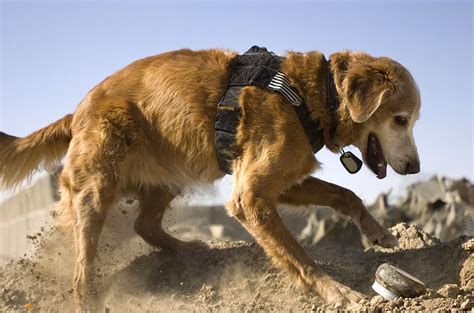 Cadaver Dogs Sniff Out Likely Revolutionary War Burial Ground – National Geographic Education Blog