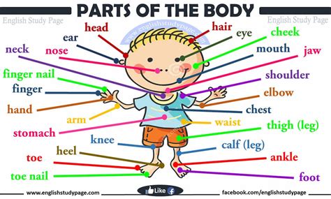 Parts of Human Body - English Study Page