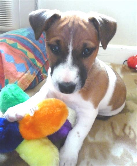 Puppy Training for Jack Russell Puppies | hubpages