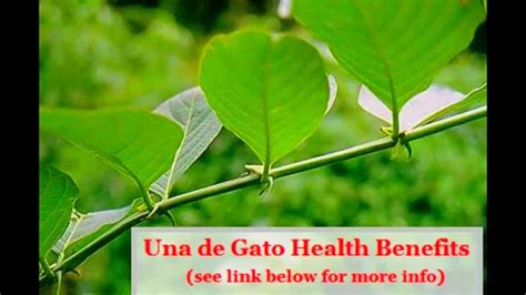 Health Benefits of Una de Gato (Cat's Claw): Great for Smokers ...