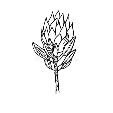 Protea Black White Stock Illustrations – 710 Protea Black White Stock Illustrations, Vectors ...