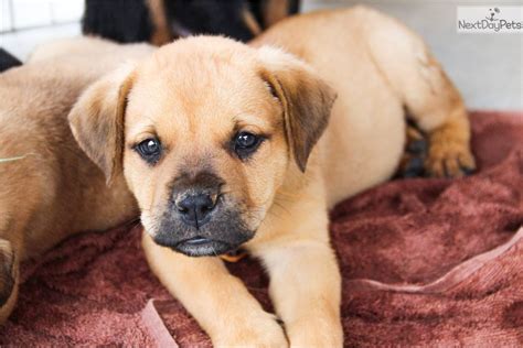 Orange Sheba: American Bandogge Mastiff puppy for sale near Phoenix, Arizona. | bc409ce3-afc1