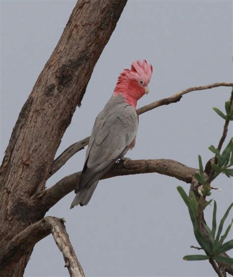 Bourke's Parrot | Miles To The Wild