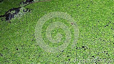 Lemna Minor the Common Duckweed or Lesser Duckweed, is an Aquatic Freshwater Plant of the Genus ...