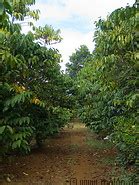 Coffee plantations photo gallery - 29 pictures. Bolaven plateau, Laos