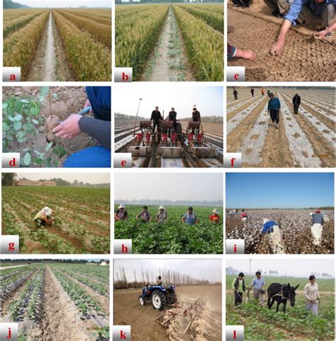 Intensive cotton farming technologies in China. (a) double-cropping of ...